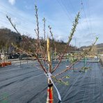 Mandľovník (Prunus dulcis) ´FILIPPO CEO´ - výška 130-180 cm, kont. C6L (-20°C)